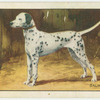 The Dalmatian.