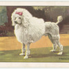 The French Poodle.