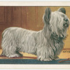 The Skye Terrier.