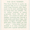 The Skye Terrier.
