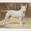 The Bull Terrier.