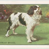 The King Charles Spaniel.