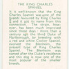 The King Charles Spaniel.