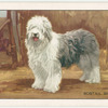 The Bob-Tail or Old English Sheepdog.