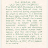 The Bob-Tail or Old English Sheepdog.