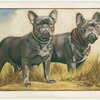 The French Bulldog.