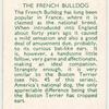 The French Bulldog.