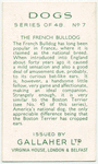 The French Bulldog.
