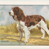 The English Springer Spaniel.