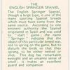 The English Springer Spaniel.