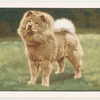The Chow-Chow.