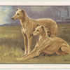 The Whippet.