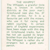 The Whippet.