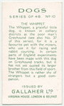 The Whippet.
