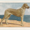 The Great Dane.