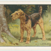 The Lakeland Terrier.