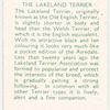 The Lakeland Terrier.