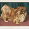 The Pekingese.