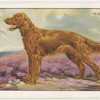 The Irish Setter.