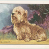 The Dandie Dinmont Terrier.