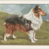 The Collie (Show type).
