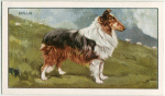 The Collie (Show type).