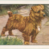 The Norwich Terrier.