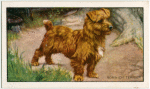 The Norwich Terrier.