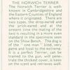 The Norwich Terrier.