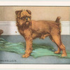 The Griffon Bruxellois.