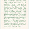 The Griffon Bruxellois.