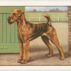 The Airedale.