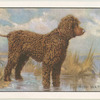 The Irish Water Spaniel.