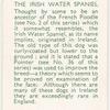 The Irish Water Spaniel.
