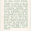 The Irish Water Spaniel.