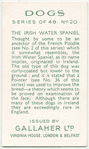 The Irish Water Spaniel.