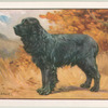 The Cocker Spaniel.