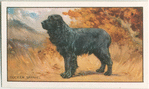 The Cocker Spaniel.