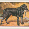 The Labrador Retriever.