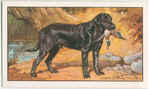The Labrador Retriever.