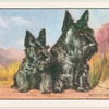 The Scottish Terrier.