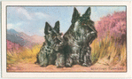 The Scottish Terrier.
