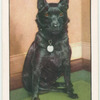 The Schipperke.