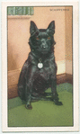 The Schipperke.