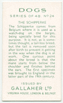The Schipperke.