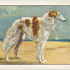The Borzoi.