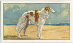 The Borzoi.