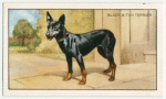 The Black and Tan Terrier.