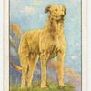 Irish Wolfhound.