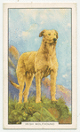 Irish Wolfhound.